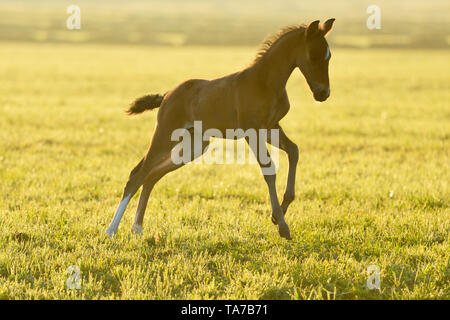 Paso Fino. Foal galloping on a meadow in early morning light. Germany Stock Photo