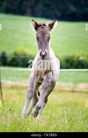 Icelandic Horse. Dun filly-foal galloping on a meadow. Austria Stock Photo