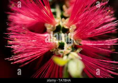 In macro photography is a Dwarf Bottlebrush Myrtaceae or Callistemon viminalis Little John red blossom with a beautiful bokeh in the green background Stock Photo