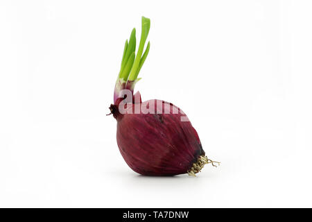 single red onion isolated on white background Stock Photo
