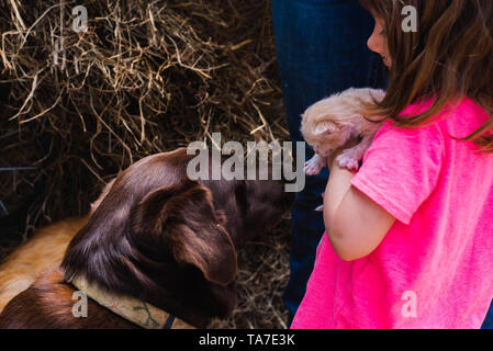 A young girl holds a kitten near a chocolate labrador retriever on a farm. Stock Photo
