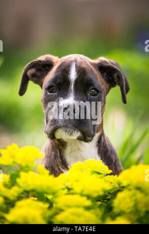 German Boxer. Portrait of a puppy. Germany Stock Photo