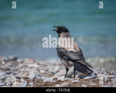 Adult crow on the beach close portrait Stock Photo