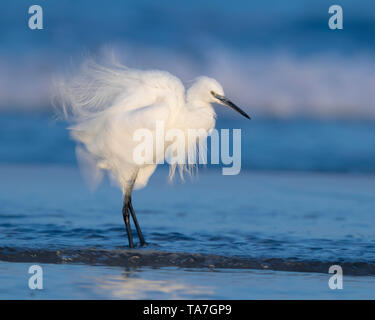 Little Egret (Egretta garzetta), adult shaking its plumage on the shore Stock Photo