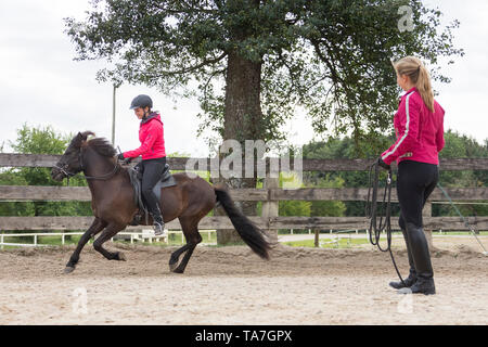 Icelandic Horse. Training of a young horse. Austria Stock Photo