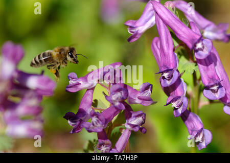 Honey Bee (Apis mellifica, Apis mellifera). Worker in flight above Fumewort (Corydalis solida) flowers Germany Stock Photo