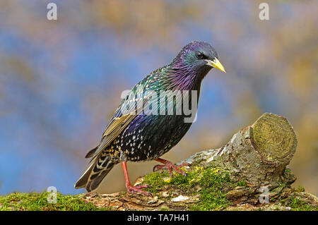 Common Starling (Sturnus vulgaris). Adult in breeding plumage standing mossy log. Germany Stock Photo