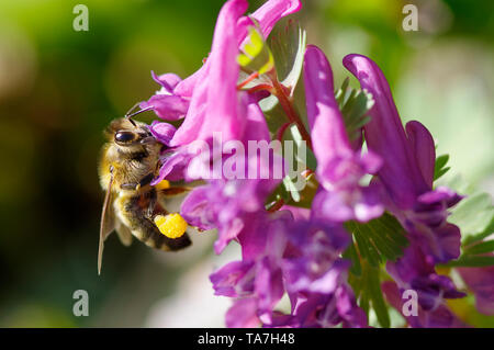 Honey Bee (Apis mellifica, Apis mellifera). Worker at Fumewort (Corydalis solida) flowers, with pollen baskets on hind legs. Germany Stock Photo