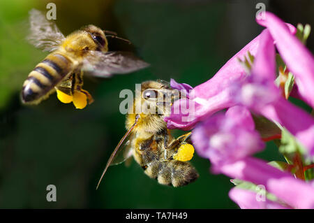 Honey Bee (Apis mellifica, Apis mellifera). Worker at Fumewort (Corydalis solida) flowers, another in landing approach. Both with pollen baskets on hind legs. Germany