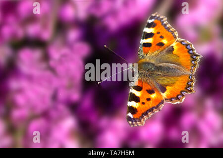 Small Tortoiseshell (Aglais urticae). Butterfly in flight above flowering Winter Heath. Germany Stock Photo