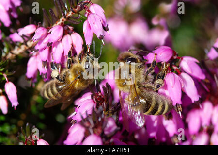 Honey Bee (Apis mellifica, Apis mellifera). Two workers at Winter Heath, Snow Heath (Erica carnea) flower. Germany Stock Photo