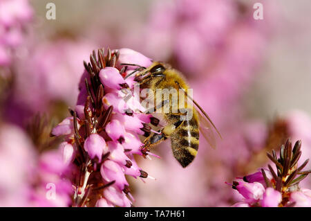 Honey Bee (Apis mellifica, Apis mellifera). Worker at Winter Heath, Snow Heath (Erica carnea) flowers. Germany Stock Photo