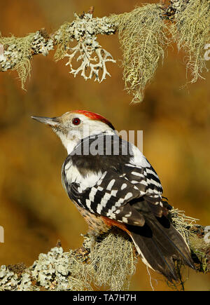 Middle Spotted Woodpecker (Dendrocoptes medius). Adult perched on lichen-covered branch. Germany Stock Photo