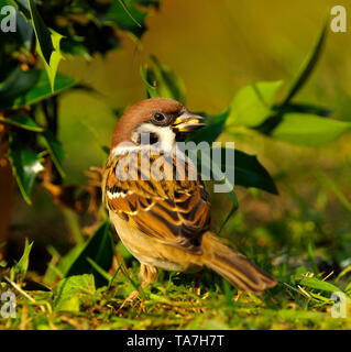 Tree Sparrow (Passer montanus). Adult bird standing on a meadow. Germany Stock Photo