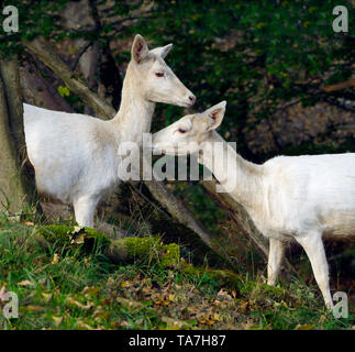 White Fallow Deer (Dama dama). Two does greeting each other tenderly. Germany Stock Photo