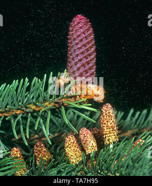 Common Spruce, Norway Spruce (Picea abies). Twig with female flower (above) and several male flowers (below) with pollen in the air (anemophily). Germany Stock Photo