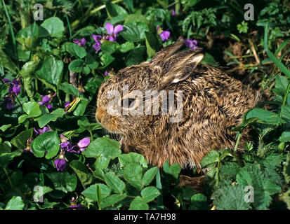 European Hare (Lepus europaeus). Leveret in flowering violets. Germany Stock Photo