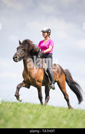 Icelandic Horse. Rider performing the toelt on a black horse. Austria Stock Photo