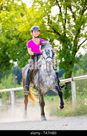 Icelandic Horse. Grey mare being ridden at a toelt. Austria Stock Photo