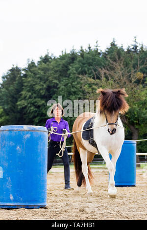 Ground driving, also called long-lining: Teaching a young horse to move forward with a person walking behind it, a precursor to both harness driving and having reins used by a mounted rider. Austria Stock Photo