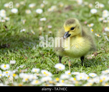 A Canada Goose's gosling grazing in the grass and daisies, one of many born at Sandall Park, Doncaster, UK in May 2019 Stock Photo