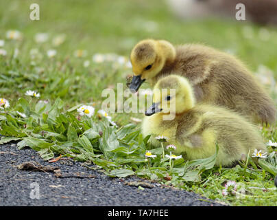 Two Canada Goose's goslings grazing in the grass and daisies, one of many born at Sandall Park, Doncaster, UK in May 2019 Stock Photo