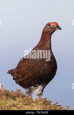 Red Grouse (Lagopus lagopus scotica). Male standing. Cairngorms National Park, Scotland, Great Britain Stock Photo