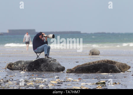 Photographer taking pictures of Grey Seals (Halichoerus grypus). Helgoland, Germany Stock Photo