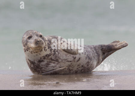 Grey Seal (Halichoerus grypus). Female in surf. Helgoland, Germany Stock Photo