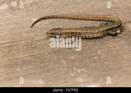 Lizard common (Lacerta vivipara) warming up on a board walk heated by sun. Grey brown greenish body with dark patterns along its body and  long tail Stock Photo