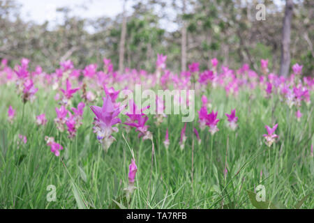 Siam tulips (Curcuma alismatifolia) blooming in the jungle at Chaiyaphum province, Thailand Stock Photo