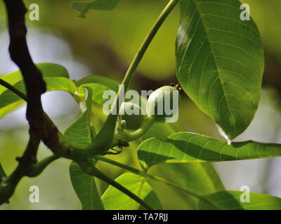 Unripe walnuts on a tree Stock Photo
