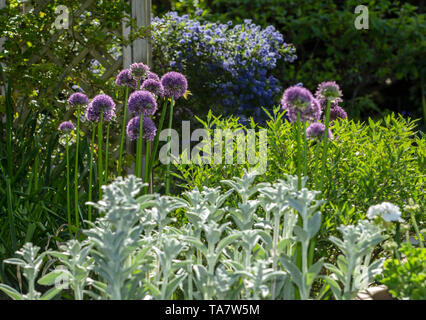 Emerging purple flowers of Alium Globemaster contrast with light foliage of Stachys byzantina - Lamb's-Ear - blue Ceanothus Concha in the background Stock Photo