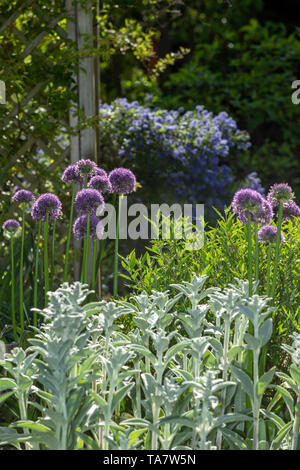 Emerging purple flowers of Alium Globemaster contrast with the light foliage of Stachys byzantina - Lamb's-Ear, and blue Ceanothus Concha in the backg Stock Photo