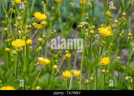 Woolly buttercup (Ranunculus lanuginosus) in flower Stock Photo