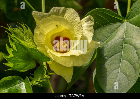 Long staple cotton / Creole cotton / sea island cotton (Gossypium barbadense) in flower, native to tropical South America Stock Photo