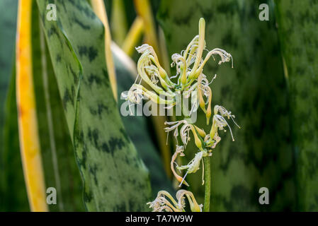 Striped mother-in-law’s tongue / snake plant / viper's bowstring hemp (Sansevieria Trifasciata Laurentii) in flower, native to tropical West Africa Stock Photo