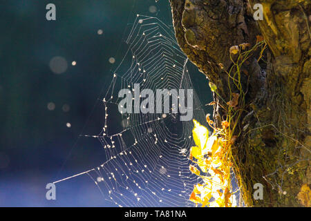 Close up of shining spider web at tree trunk bark with bright glowing leaves in autumn sun blurred blue background near Roermond, Netherlands Stock Photo