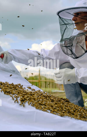 A Beekeeper or apiarist wearing a typical white smock with a hat and veil while introducing a swarm to a new hive using a white sheet and ramp. Stock Photo
