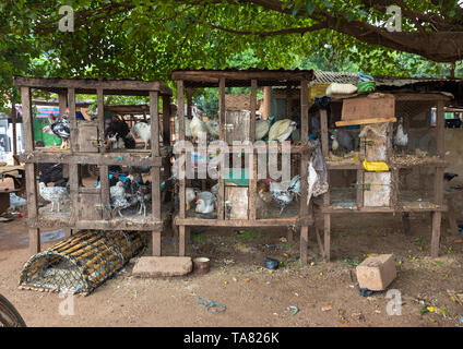 Guinea fowls and chickens for sale in a market, Savanes district, Kouto, Ivory Coast Stock Photo