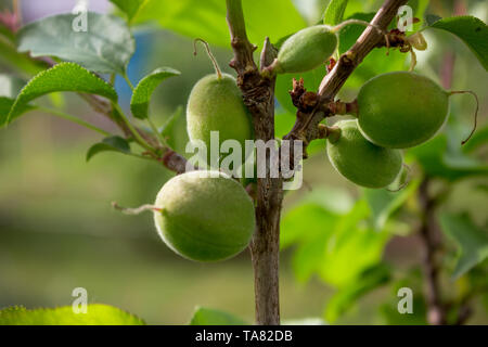 Unripe Apricots On The Orchard Tree In The Garden Nature