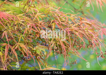 Close up of the leaves and flower of Acer palmatum 'Villa Taranto', England, UK Stock Photo