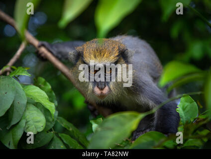 Staring macaque monkey in the forest, Tonkpi Region, Man, Ivory Coast Stock Photo