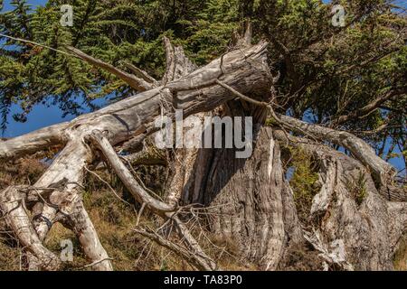 Fallen Pine Stock Photo