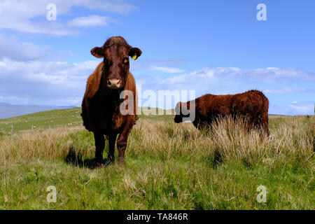 Isle of Skye, Cows at Colbost Folk Museum, Dunvegan Scotland May 8th - 19th. Trip across Scotland Foto Samantha Zucchi Insidefoto Stock Photo