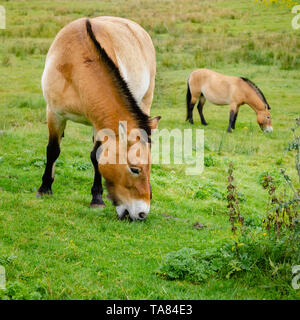 An image of two Asian Wild ponies grazing.  The horses are very rare and also go by the name of Prszewalski’s Horse, the Mongolian Wild Horse or Dzung Stock Photo