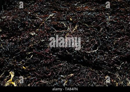 Seaweed algae brown textured pattern making nice lines and shapes with a natural textured pattern at a beach in Matanzas, Chile Stock Photo