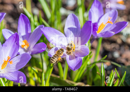 Violet crocus flowers in spring with flying bees collecting honey, Germany Stock Photo