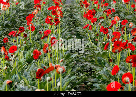 Gerbera flowers at a field in Manikganj, Bangladesh. Stock Photo