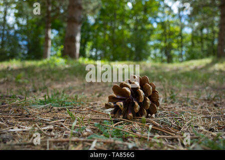 Empty conifer cone lying on the soil in the wood Stock Photo